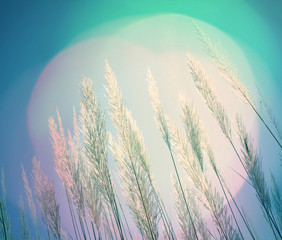 Wall Mural - abstract lighting softness feather grass background
