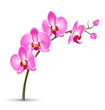 Branch of pink orchid isolated on white background