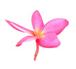 Blossom of red Plumeria flower, tropical flower, isolated on a w