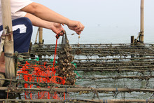 Collecting Oysters At Farm In Thailand.