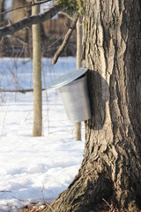 Wall Mural - Sap Bucket on Maple Tree