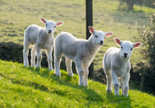 Spring Lambs