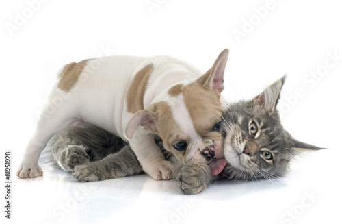 Obraz w ramie puppy french bulldog and cat