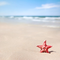 Wall Mural - starfish on the beach