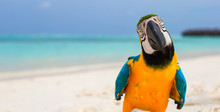 Cute Bright Colorful Parrot On The White Sand In The Maldives