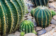© kannika2012 - closeup of some cactus in garden