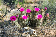Skull  Javelin Under A Flowering Cactus In Saguaro National Park