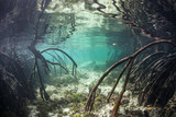 Mangrove Prop Roots Underwater