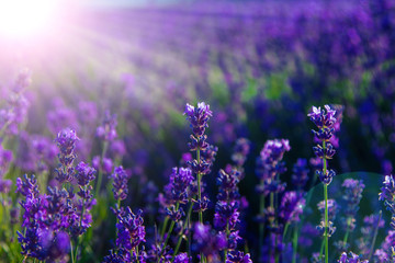 Wall Mural - blurred summer background of wild grass and lavender flowers
