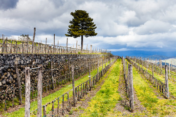 Canvas Print - empty vineyard in Etna agrarianl region in spring