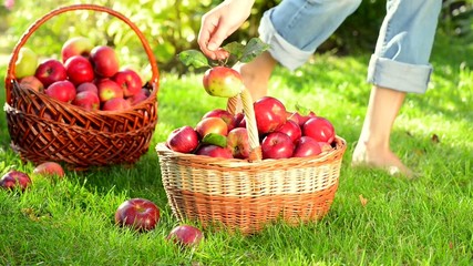 Poster - Organic Apples in a Basket outdoor