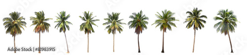 Fotomural Difference of coconut tree isolated on white.