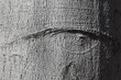 Beech tree bark texture, eye shaped marking. Background