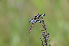A Twelve-spotted Skimmer Dragonfly Rests On A Branch In Beautifu