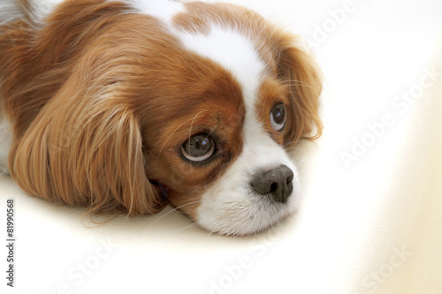 Naklejka na szafę cavalier king charles 05