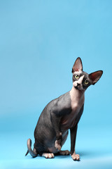 Canvas Print - Sphynx..