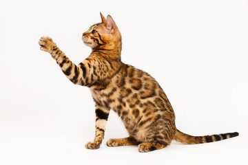 Wall Mural - Bengal Cat playing