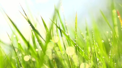 Sticker - Blurred grass background with water drops. Slo-mo