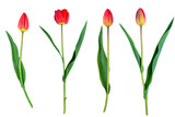 Fototapeta Tulipany - tulips flower set isolated on white close-up clipping path