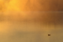 Goose On Fog Covered Lake At Sunrise