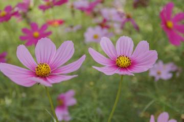 Leinwandbilder - Close up cosmos flower in the garden for background