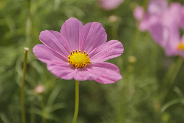 Fototapete - Close up cosmos flower in the garden for background
