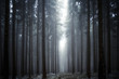 Lichtung im Nebelwald