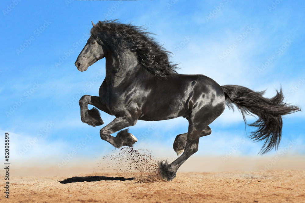 Running gallop Andalusian black horse - obrazy, fototapety, plakaty 