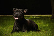 © Couperfield - Staffordshire bull terrier young male