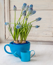 Blooming Muscari In Blue Cup On The Window