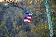 American Flag Hanging On The Tree Branch.