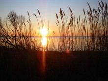 Sunset Over The Lake Through The Shore Grass.