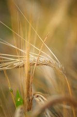 Spikelet of rye closeup