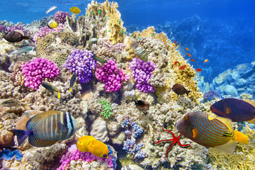  Underwater world with corals and tropical fish.