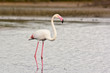 © paolofusacchia - fenicottero rosa (Phoenicopterus roseus) nello stagno