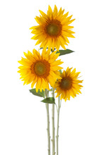  Three Sunflowers Isolated On A White Background