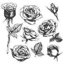 Set Of Highly Detailed Hand-drawn Roses. Vector