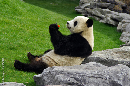 Panda à Pairi Daiza (Belgique) Canvas Print