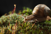 Garden Snail In Moss