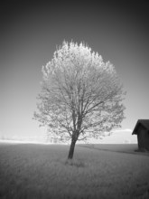 Infrared Photography Landscape
