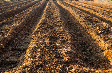 vegetable plot