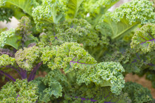 Fresh Green Curly Kale Vegetable In The Garden