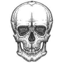 Human Skull On A White Background. Sketch