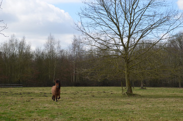 horse in meadow