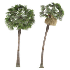 Wall Mural - Palm plant tree isolated. Washingtonia Robusta