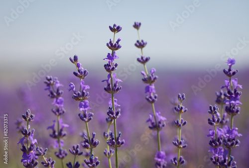 Plakat na zamówienie Lavender flowers close up