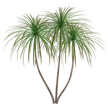 Palm Plant Tree
