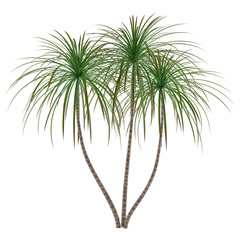 Wall Mural - Palm plant tree