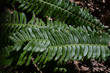 Leaves of hard-fern in forest understory