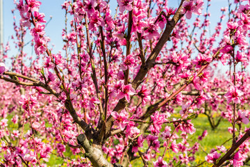 Wall Mural - The arrival of spring in the blossoming of peach trees treated w